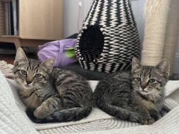 Rescue Domestic Short Hair Cats for Adoption in New York, New York - Jonathan + Drew | PetCurious