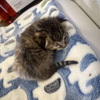 Domestic Short Hair Cats Available for Adoption in Spokane, Washington - Jumping Bean | PetCurious