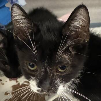 Eduardo -  Domestic Short Hair Cat for Adoption in Goleta, California - Eduardo | PetCurious