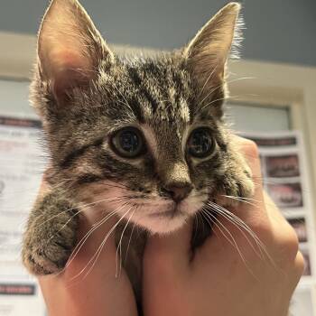 Domestic Short Hair Cats Available for Adoption in Chattanooga, Tennessee - Razzles | PetCurious