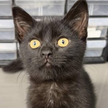 Toni -  Domestic Short Hair Cat for Adoption in Orland Hills, Illinois - Toni | PetCurious