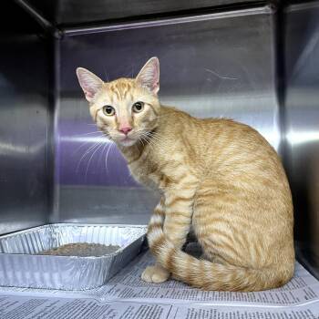 Domestic Short Hair Cats Available for Adoption in Pauls Valley, Oklahoma - Lemur | PetCurious