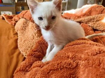Rescue Domestic Short Hair Cats for Adoption in Colorado Springs, Colorado - SNOWBALL | PetCurious