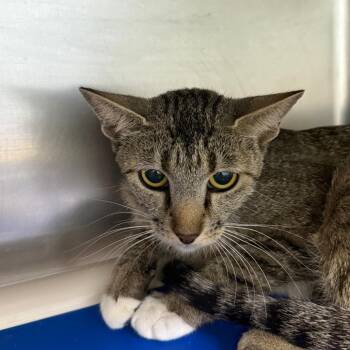 Chloe -  Domestic Short Hair Cat for Adoption in Casa Grande, Arizona - Chloe | PetCurious