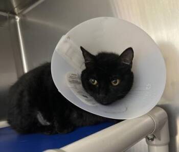 Rescue Domestic Short Hair Cats for Adoption in Annapolis, Maryland - Selena (FIV) | PetCurious