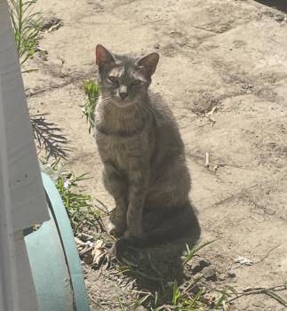 Rescue Domestic Short Hair Cats for Adoption in Huntington Beach, California - Gracie | PetCurious