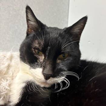 Cuddles -  Domestic Short Hair Cat for Adoption in Lakewood, Colorado - Cuddles | PetCurious