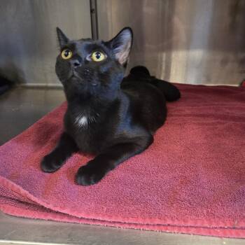 Bailey -  Domestic Short Hair Cat for Adoption in Old Bridge, New Jersey - Bailey | PetCurious