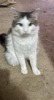 Domestic Medium Hair Cats Available for Adoption - RICO | PetCurious