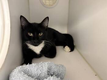 VIXEN -  Domestic Short Hair Cat for Adoption in Kent, Washington - VIXEN | PetCurious