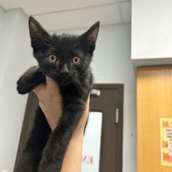 Nigiri -  Domestic Short Hair Cat for Adoption in Durango, Colorado - Nigiri | PetCurious