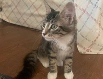 Allie -  Domestic Medium Hair Cat for Adoption in Camp Hill, Pennsylvania - Allie | PetCurious