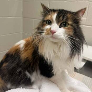 Domestic Long Hair Cats Available for Adoption - Christine | PetCurious