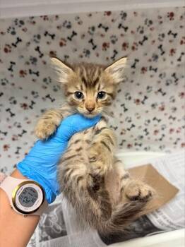 PEWTER -  Domestic Short Hair Cat for Adoption in Riverside, California - PEWTER | PetCurious