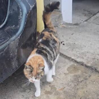 Domestic Short Hair Cats Available for Adoption - Ladybug | PetCurious