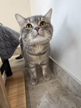 Domestic Short Hair Cats Available for Adoption in Delson, Quebec - Smokey | PetCurious