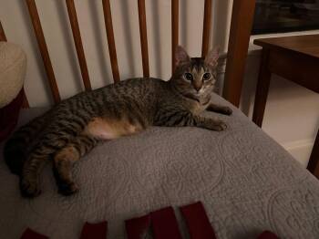 Cosette and bakery kittens -  Domestic Short Hair Cat Available for Adoption in Waltham, Massachusetts - Cosette And Bakery Kittens | PetCurious
