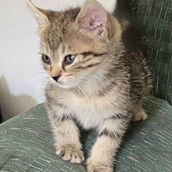 Laura -  Domestic Short Hair Cat for Adoption in Chattanooga, Tennessee - Laura | PetCurious