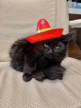 Domestic Long Hair Cats Available for Adoption - ONYX | PetCurious