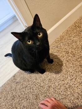 Rescue Domestic Medium Hair Cats for Adoption in San Diego, California - Snoopy | PetCurious