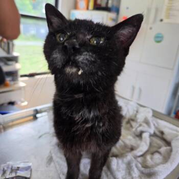 Agitha -  Domestic Short Hair Cat for Adoption in Chapel Hill, North Carolina - Agitha | PetCurious