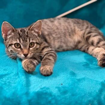 Cayenne -  Domestic Short Hair Cat for Adoption in Winchester, Virginia - Cayenne | PetCurious