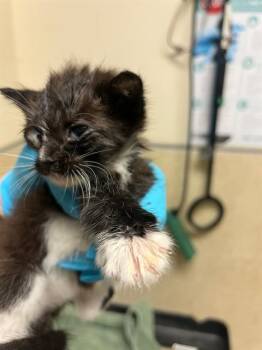 A1934304 -  Domestic Short Hair Cat for Adoption in Riverside, California - A1934304 | PetCurious