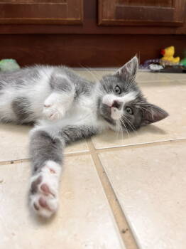 Rescue Domestic Short Hair and Tabby Cats for Adoption in Elgin, Illinois - SANDY | PetCurious