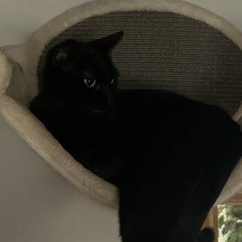 Rescue Bombay Cats for Adoption - ARCHIE | PetCurious