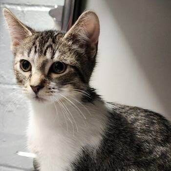 Domestic Short Hair Cats Available for Adoption in Columbus, North Carolina - Ollis | PetCurious