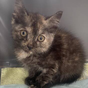 Jane -  Domestic Short Hair Cat for Adoption in Chapel Hill, North Carolina - Jane | PetCurious