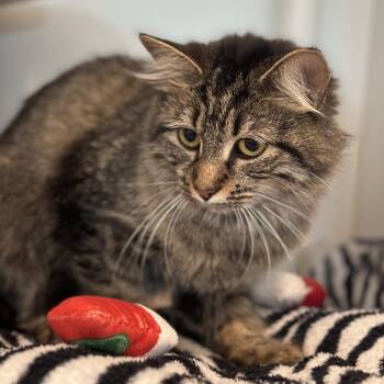 Cow Pie -  Domestic Medium Hair Cat for Adoption in Matteson, Illinois - Cow Pie | PetCurious