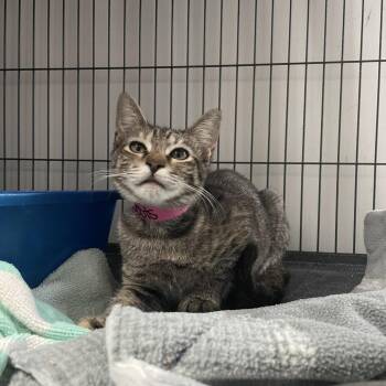 Soots -  Domestic Short Hair Cat for Adoption in Lakeland, Florida - Soots | PetCurious