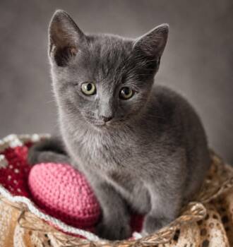 Bear -  Domestic Short Hair Cat for Adoption in Statesboro, Georgia - Bear | PetCurious