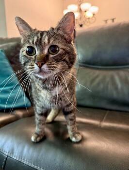 Stella -  Domestic Medium Hair Cat for Adoption in Lincoln, Nebraska - Stella | PetCurious