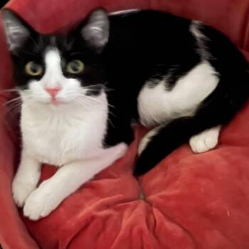 Rory -  Tuxedo Cat for Adoption in Memphis, Tennessee - Rory | PetCurious