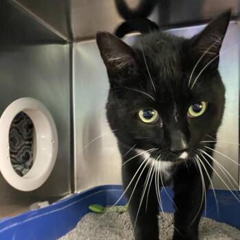 Scar -  Domestic Short Hair Cat for Adoption in Walker, Michigan - Scar | PetCurious