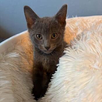 Domestic Short Hair and Russian Blue Cats Available for Adoption in Antioch, California - Kiwi | PetCurious