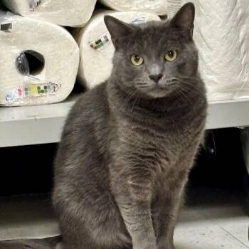 Lyric -  Domestic Short Hair and Russian Blue Cat for Adoption in Fort Worth, Texas - Lyric | PetCurious