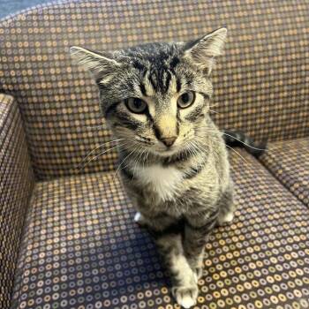 Bennie -  American Shorthair Cat for Adoption in Madison, Wisconsin - Bennie | PetCurious