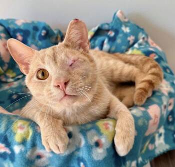 Captain Jack -  Domestic Short Hair Cat for Adoption in Cuyahoga Falls, Ohio - Captain Jack | PetCurious