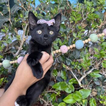 Chloe -  Domestic Short Hair Cat for Adoption in South El Monte, California - Chloe | PetCurious