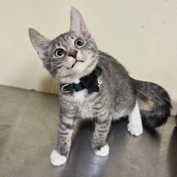 Baloo -  Domestic Short Hair Cat for Adoption in Walden, New York - Baloo | PetCurious
