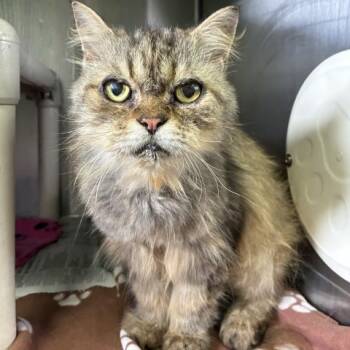 CHARLES -  Domestic Long Hair Cat for Adoption in Pensacola, Florida - CHARLES | PetCurious