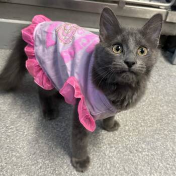 Trixie -  Domestic Long Hair Cat for Adoption in Exeter, Rhode Island - Trixie | PetCurious