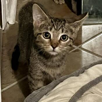 Fern -  Domestic Short Hair Cat for Adoption in Memphis, Tennessee - Fern | PetCurious