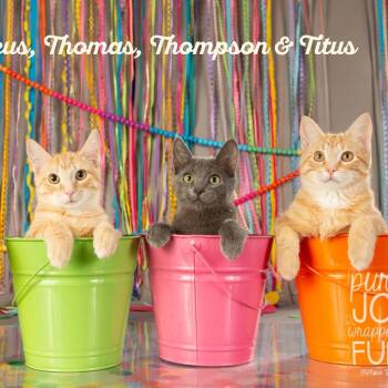 Rescue Domestic Short Hair Cats for Adoption in Springfield, Missouri - Titus | PetCurious