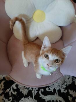 Tamale -  Domestic Short Hair Cat for Adoption in Fresno, California - Tamale | PetCurious