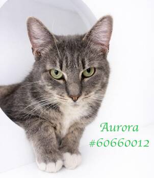 American Curl and Tabby Cats Available for Adoption in Wilkes-barre, Pennsylvania - Aurora  | PetCurious