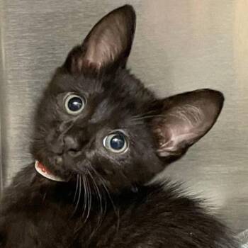 Garegga -  Domestic Short Hair Cat for Adoption in Walnut Creek, California - Garegga | PetCurious
